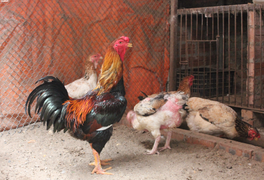 Hơn nửa triệu đồng/kg, đặc sản gà Hồ 'tiến vua' không đủ hàng bán Tết